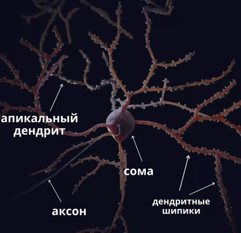 Нейрон. Шипики и дендриты.