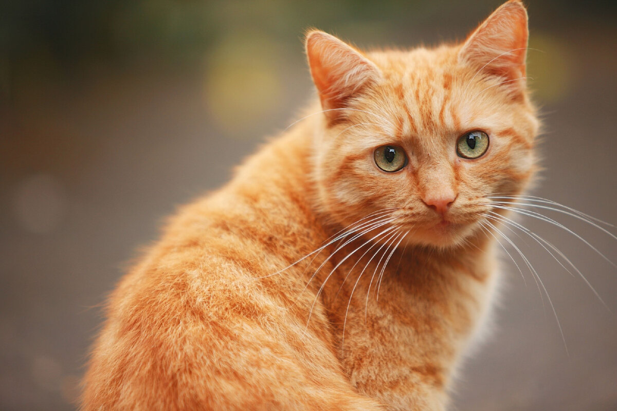 Рыжий домашний кот лежит под столом милые фотографии и интересные факты о рыжих кошках