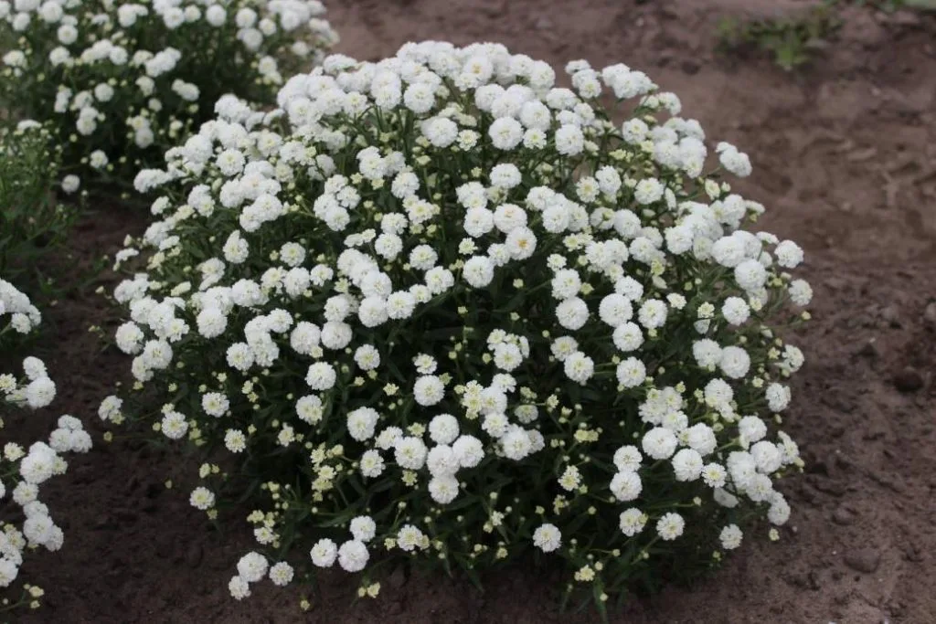 Жемчужница цветок. Achillea ptarmica Diadem. Тысячелистник Ахиллея птармика Жемчужница. Тысячелистник Achillea "Diadem". Тысячелистник птармика диадем.