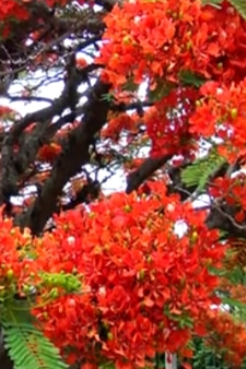 Тюльпаны на дереве