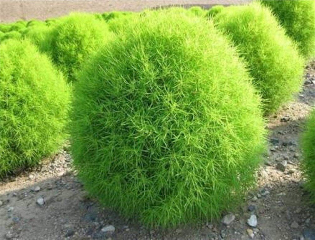 Куст кохия картинки