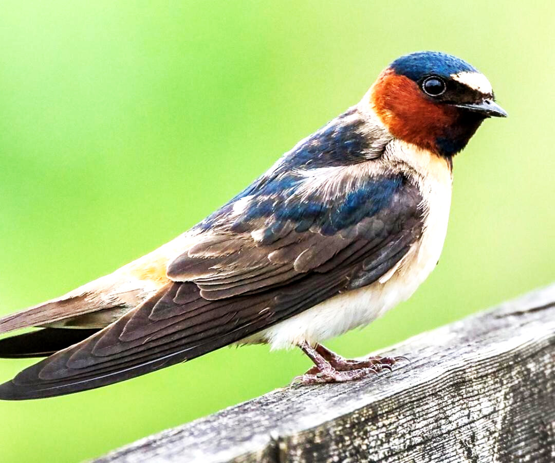 Горная ласточка