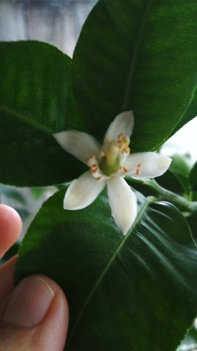 Бергамот: как выглядит растение, как цветет и как выращивать для чая на даче? | 17 фото и описание роста и сбора цитрусов