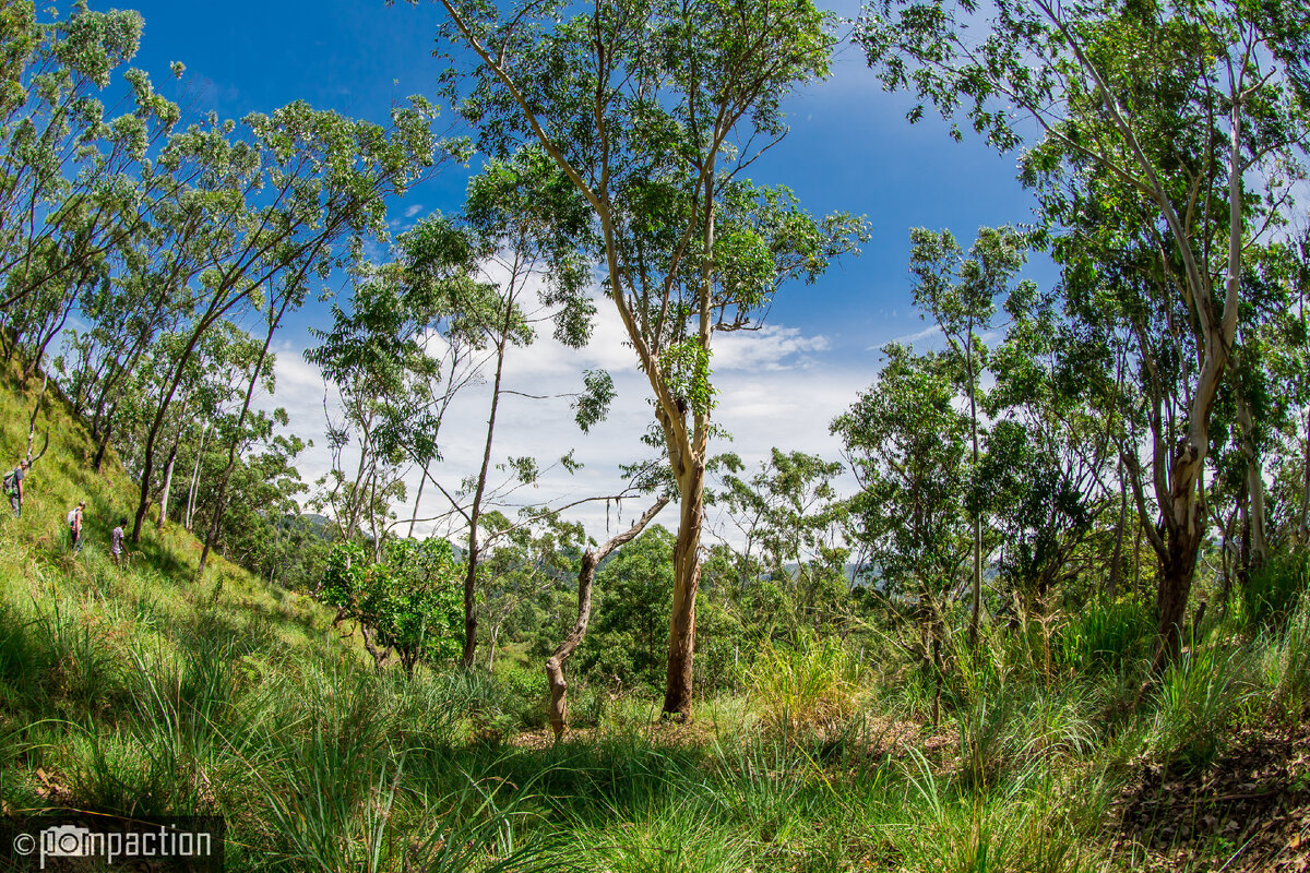 Высокие деревья и высокая трава. Посмотрите, какие маленькие человечки слева