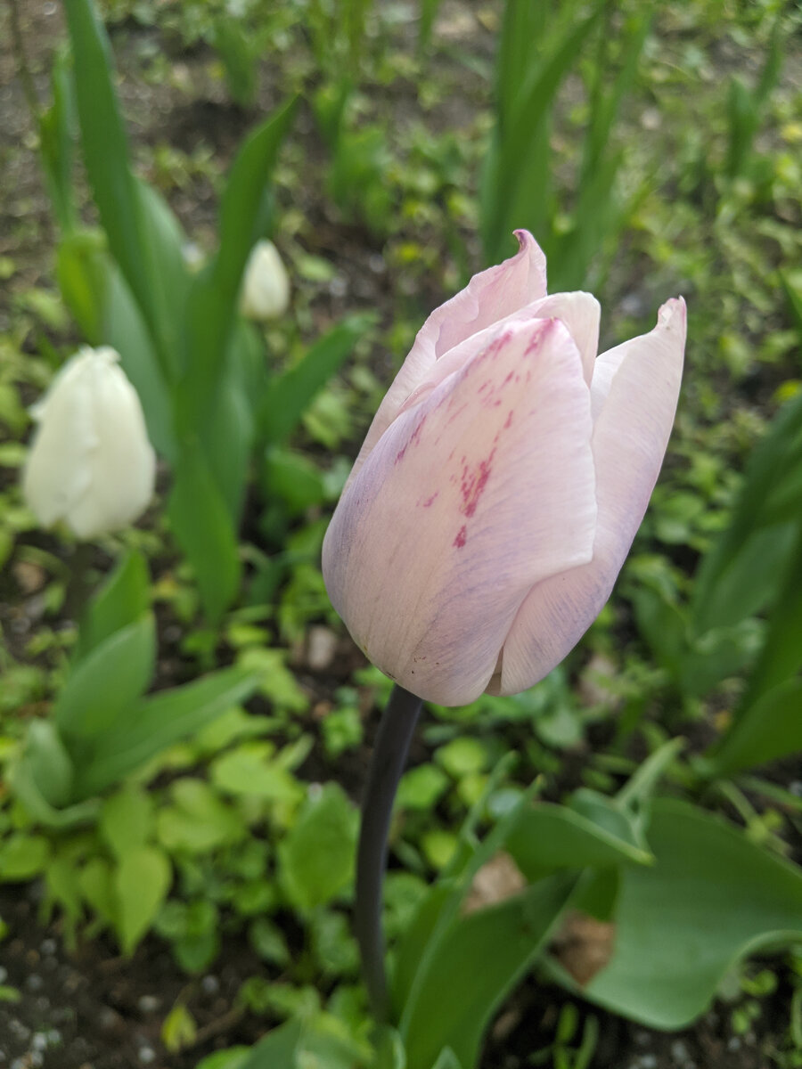 Цветные штрихи на лепестках придают цветку индивидуальность... и подписывают приговор. Для этого сорта такая расцветка не свойственна. Фото автора