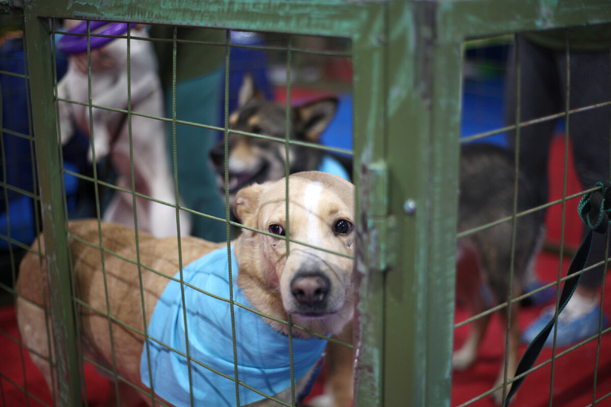 ПУТЬ ДОМОЙ - фестиваль, где животные обретают свой дом | 🐱🐶 | Дзен