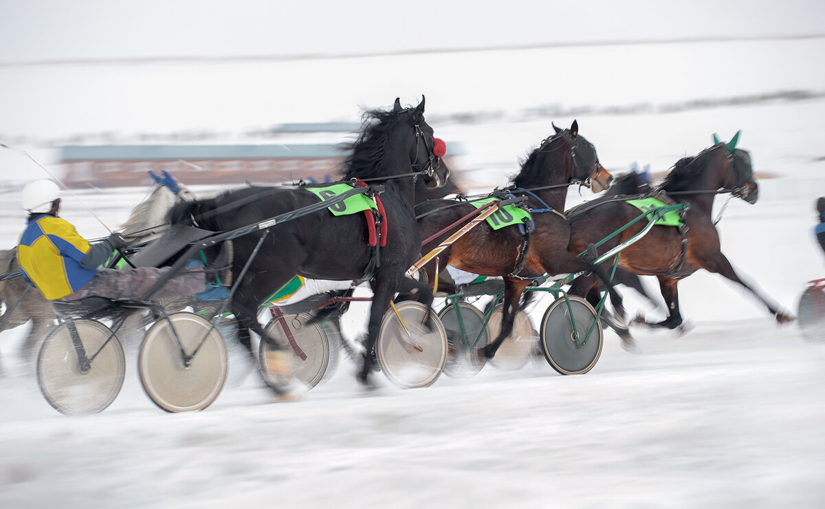 "Бег по жизни куда-то и зачем-то.." Мой кадр с лошадиных бегов в Новотырышкино