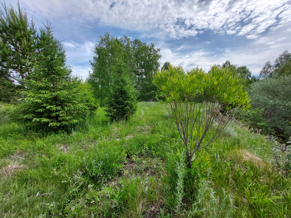 Наш лесистый околобарнаульский овраг. Эти елки, иву  и сосны на переднем плане мы посадили сами. Где-то дальше начали кедры на краю оврага садить...