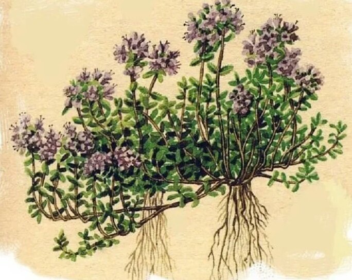 Яндекс картинки