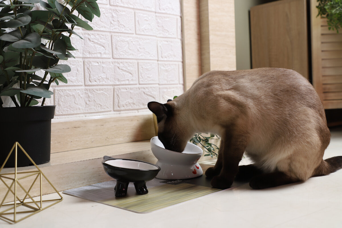 Сколько воды должна пить кошка в день? | PROpets | Дзен