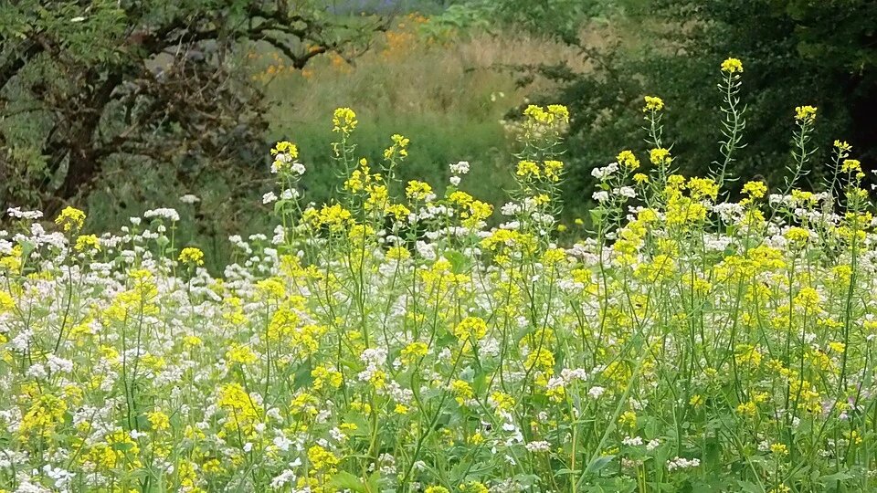 Овины и скотные дворы окуривали заговоренными травами полыни. Фото: pixabay.com