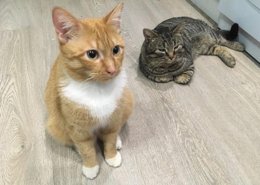 Семка и Маркиз: «Ну какие ещё там мыши?! Нас и без ловли мышей неплохо кормят.».