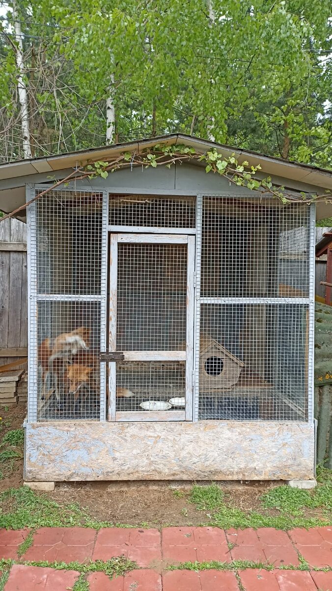 Алиса и Базилио готовятся к переезду