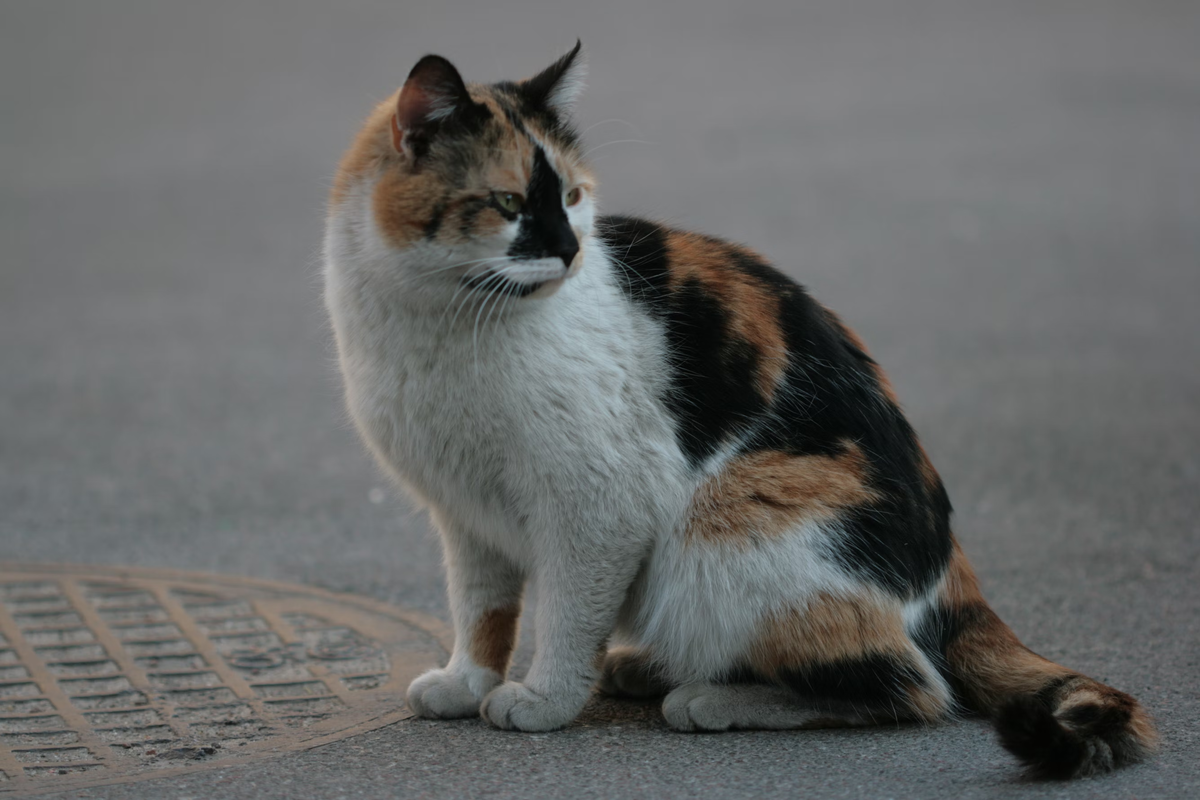 Котенок в добрые руки ♥ - купить в Магнитогорске, бесплатно, продано 30 сентября