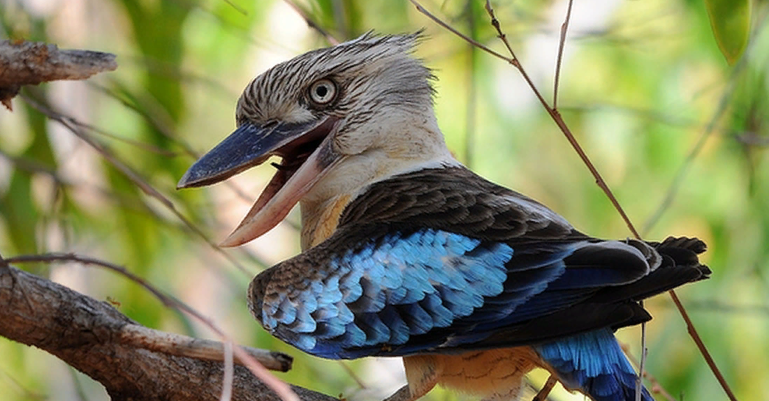 Скрытная птица. Птица Австралии Кукабарра. Кукабарра птенец. Аруанская Кукабара.