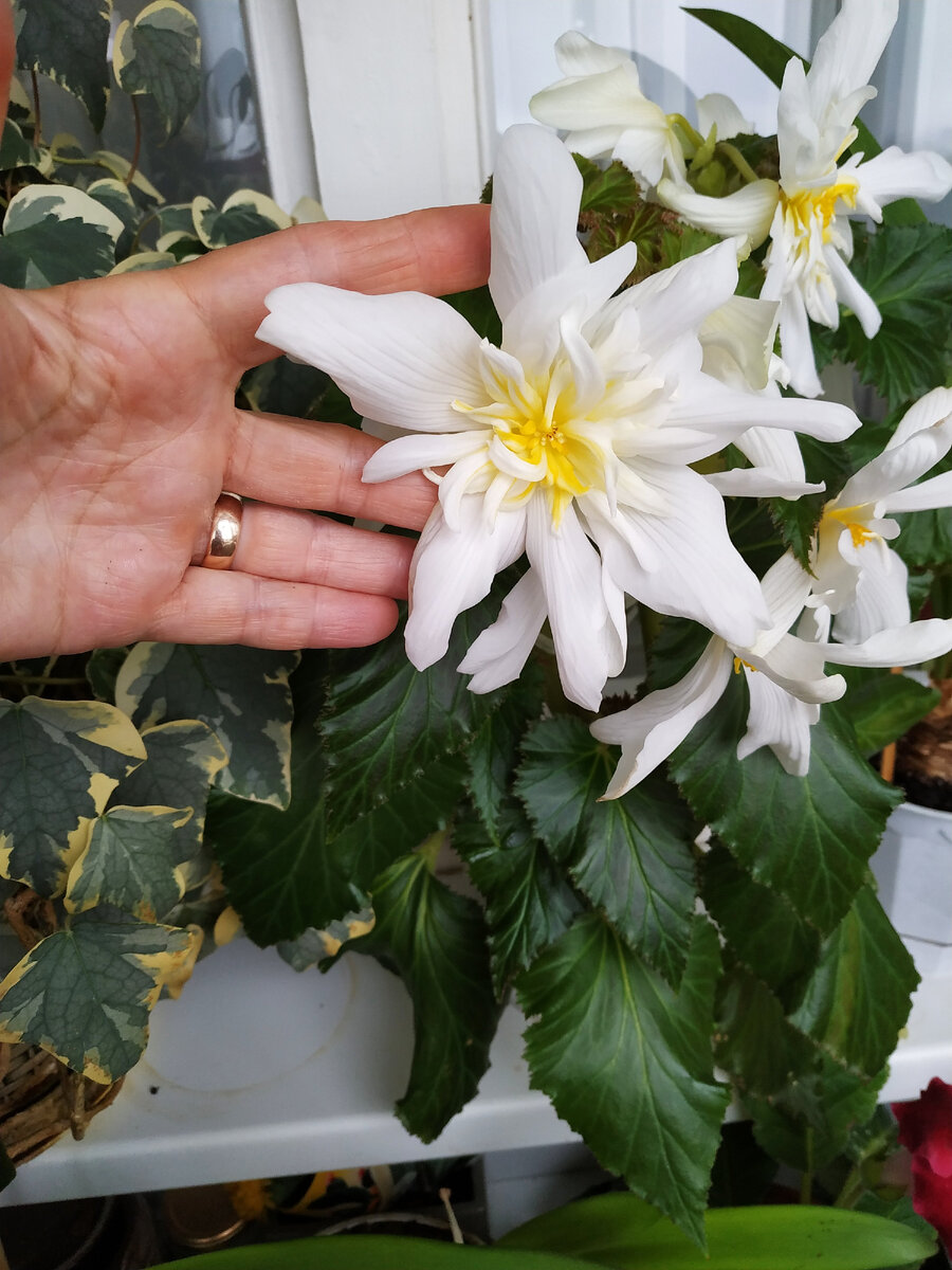 БЕЛАЯ БЕГОНИЯ - ЧУДЕСА НАДО ДЕЛАТЬ СВОИМИ РУКАМИ.