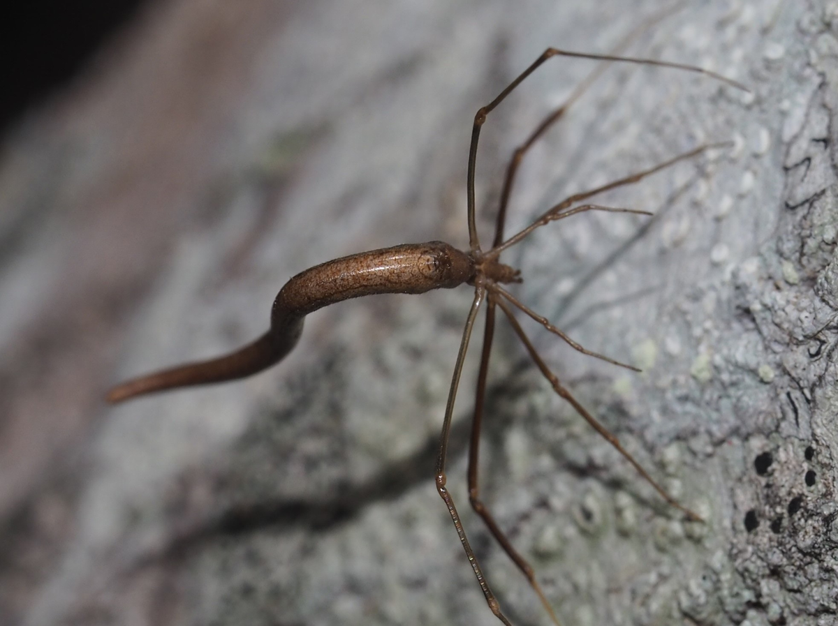 Паук-хлыстовик (Argyrodes colubrinus). Змеепаук. | Paleo-end-arthropods  (Доисторическая фауна и членистоногие) | Дзен