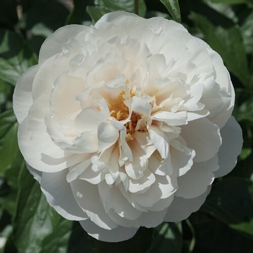 Wonderous White ( Swenson Gardens , 2021 год )