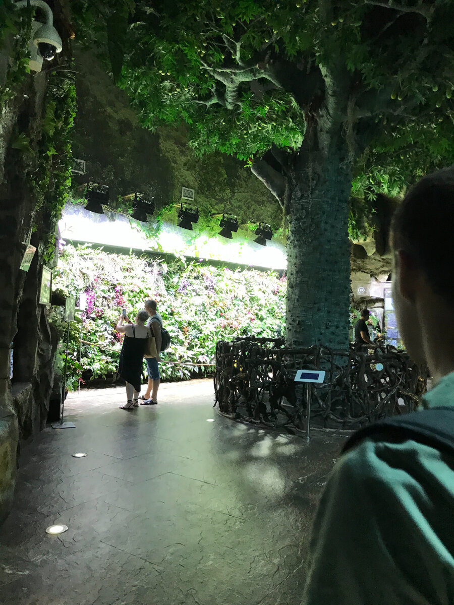 Тропический лес