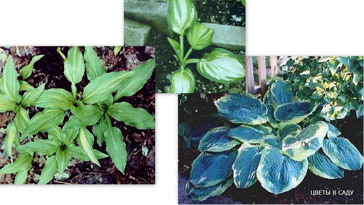 Родители хосты "GALAXY" - справа “France Williams”, а слева сорт “Beatrice” и его гибрид хоста "Bold Edger", который возможно участвовал, а возможно это был и другой гибрид