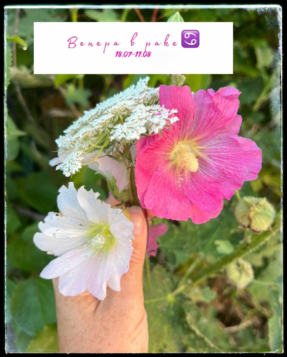 Начался очень домашний, уютный транзит: венера в раке♋️ В СТОРИЗ немного обсудили. Продлится период рачьей красоты до 11 августа💖 Плюсы: просыпается женственность, движения становятся плавными, хочется любить и быть любимой, сажать цветы, украшать дом, звать гостей, тискать детей и питомцев, готовить вкусняшки🥨 Хочется в конце концов завести семью, детей и питомцев😄 Кто-то, может, действительно начнёт готовить🙂Просыпается внутренний романтик и поэт, природа ощущается как-то необычайно волшебно, запахи обостряются, чувства становятся более проникновенными. У милых дам может пробудиться желание сменить образ на более струящийся, воздушный. Долой брюки и шорты, носите платья и воздушные юбки👗 Именно в этот транзит как нельзя кстати окажутся шляпки и рюши👒 Душа будет просить красоты. В Крыму особенно этим можно насладиться: лавандовые поля, ромашковые луга, плато с разнотравьем, ласковое море, тёплые вечера, сочные фрукты🍹🍉 Превосходно💖 Но! Как и все в этом бренном мире, рачья Венера тоже имеет оборотную сторону☝️А именно: гиперчувствительность, которая склонна приводить к излишней ранимости, а прятать ее приходится за напускной важностью🥸 Настроение радостно скачет по шкале от 0 до 10 по 100 раз на дню😃 Зачем-то срочно потребуются доказательства в любви до гроба, иначе случится приступ паники, и не один🤦‍♀️ Про слезливость, обижульки, эмоциональные взрывы и конфликтность думаю тоже все понятно😿 Этому транзиту в негативном его проявлении сильно подходит прибаутка: «Никто меня любит, никто меня не ждёт, никто не приголубит, и замуж не возьмёт»😹 Да, чувство одиночества может обостриться что называется чересчур. Однако и количество свадеб, свиданий, романтических знакомств и помолвок на венере в ♋️ тоже по моему опыту случается много💖 Намедни девочка написала, что кавалер сделал ей предложение💍причём все чисто по-рачьи, пришёл с кольцом к родителям (рак отвечает за родню)🙏 Поэтому те, кто живет в балансе с собой и природой, работает над собой, доверяет миру и любит его безусловно, и вовсе получат множество положительных эмоций от данного периода♋️ Реально сложными могут выдаться даты 26-28 июля, когда венера соединится с Лилит. Здесь либо а) проявятся темные пятна в отношениях с матерью; б) Родина поставит вас перед сложным выбором в) что-то неладное может происходить с жильем или в нем 4) могут резко заболеть дети 👧 Энергию отнимет ещё и новолуние 28.07☝️Как известно, когда луны на небе нет, сил в организме тоже словно минимум. Просто будьте готовы к этому. Кстати, очень рекомендую на этом транзите проводить больше времени у водоёма, часто находиться в воде, принимать не ванну а душ, сменить парфюм на более мускусный с нотами белого перца, готовить выпечку, добавить в рацион больше молочки, приглашать в дом гостей, но к другим лучше не ходить. Вообще-то, раки - знатные домоседы. Как говорится «Приезжайте к нам на Колыму. Нет, лучше уж вы к нам»😃 Хотя романтические недалёкие поездки на этом транзите очень даже придутся по душе пробудившегося в вас романтика😍 Быстро пробежимся по знакам: ♈️/1 дом: усиление своего обаяние, желание привлекать к себе внимание, артистизм, фотосессии. Инициатива в творческой деятельности🏜 ♉️/2 дом: деловая активность в сфере искусства, ресторанного бизнеса, развлечений и прибыль от этого. Возникает желание получать много удовольствия от физического комфорта. Приобретение уютных, но практичных вещей в дом🏡  ♊️/3 дом: склонность к дипломатичности и приятному общению. Идеальное время, чтобы рекламировать себя и свои таланты, устраивать презентации. Продуктивна деятельность в информационной и учебной деятельности🌟 ♋️/4 дом: семейные вечеринки, романтические посиделки у вас дома, фотосессии в саду, на природе, отношения с роднёй гармонизируются. Проявляется интерес у украшению дома и чувствительность к красотам природы. Садоводство. Ландшафтный дизайн. Минус этого положения: чревоугодие, тяга к мещанству.  ♌️/5 дом: общественная деятельность, связанная с детьми. Радость материнства. Щедрость к детям. Долгожданная беременность🤰Вероятны романтические и сексуальные приключения💃🕺Также время благоприятно для бизнеса в сфере искусства, развлечений и для финансовых спекуляций. Признание творческих талантов. Слава👸 ♍️/6 дом: улучшение здоровья и как следствие - улучшение внешности. Вы выглядите здорОВо. Укрепляются отношения с коллегами и начальством. Вы можете быть вовлечены в работу, связанную с искусством и развлечениями. Время благоприятно для увеличения заработка и улучшения здоровья, а также для привнесения уюта на рабочем месте 😻 ♎️/7 дом: гармоничные отношения в браке и в бизнесе. Вы будете наслаждаться обществом красивых и интеллектуально подкованных людей. Время идеальное для вступления в брак, а также для совместных дел с женщинами🧝🏼‍♀️ ♏️/8 дом: возникновение деловых возможностей через общественные связи, которые также могут привести к интимным отношениям😃 Улучшение финансового положения через подарки, надбавки и другие выплаты от официальных инстанций. Также есть большой шанс решить вопрос наследства☝️ ♐️/9 дом: погружение в религию, изучение вопросов искусства и философии. Наслаждение от преподавания. Проявляется интерес к иностранным культурам. Участие в просветительской общественной жизни🎓Романтическое знакомство с иностранцем🥰 ♑️/10 дом: подчёркнутое желание обрести высокий статус и престиж🎖Благодаря деловым связям может наладиться личная жизнь и наоборот, через романтические отношения вы обретаете популярность и высокое положение☝️Увеличивается число профессиональных связей с женщинами🤝 Ищите покровительства у дам👸  ♒️/11 дом: доброта к друзьям, тяга к богемным сообществам, именно там могут завязаться новые связи, в том числе и личного характера🥰 В негативе: использование дружественного расположения в меркантильных целях☝️ ♓️/12 дом: эмоциональная симпатия, эмпатия к окружающим и ко всем, кто нуждается в теплоте и сострадании🙏Усиливаются фантазия, воображение, чувство прекрасного и интуитивное ощущение гармонии природы🧝🏼‍♀️ Общественная деятельность может быть связана с местами уединения, отдыха😉На этом транзите либо возникает семейная тайна, либо она вскрывается☝️ Скрытые романтические связи тоже сюда. Будьте осторожны. Это может дурно сказаться на репутации. Зато прекрасный период для закулисного бизнеса, связанного с чем угодно, но чаще всего с предметами роскоши, творчеством, косметикой, медициной 👩‍⚕️ Благодарю за интерес к теме🧝🏼‍♀️