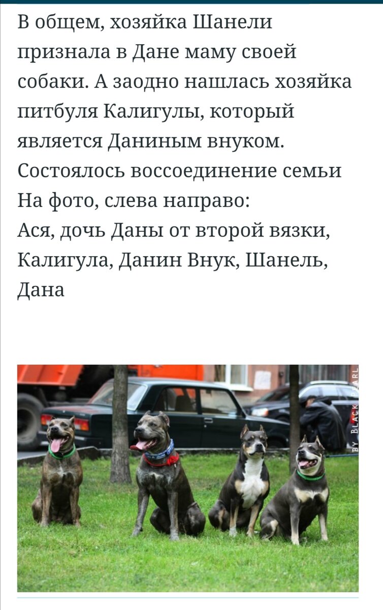 Что за документ - родословная. На примере питомника Пит Прайт.