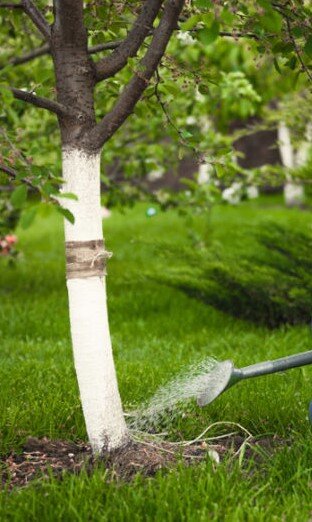 Обработка яблонь от болезней и вредителей Нехватка воды и подпитки Пересыхание грунта или недостаток питательных веществ в нём — наиболее распространенная проблема, выявить и решить которую не составит большого труда.

Решение проблемы простое: если ты отметил у любимого деревца нехватку воды, тщательно полей его приствольный круг, чтобы вода проникла на глубину до 40 см. 

При этом старайся распределять влагу по проекции кроны — именно там находятся всасывающие корешки. А вот с подпиткой почвы дела обстоят не так просто и придется немного поиграться, чтобы спасти сад от вымирания. 

Для начала в приствольный круг каждого дерева внеси 30 г аммофоски и 1,5 стакана золы (из расчета на 1 кв. м), а спустя 2 недели опрыскай листву гуматом натрия или гуматом калия (5 г сухого порошка разведи в 10 л теплой воды). После подобной питательной процедуры крона дерева должна восстановиться.