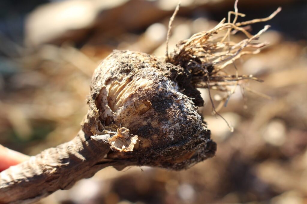 Гниет чеснок на грядке. Фото используется с сайта Pinterest