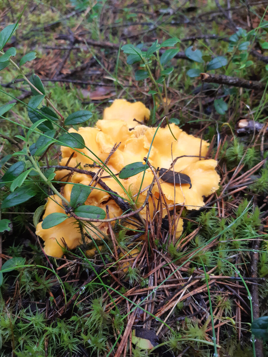 Рыженькие ждали меня!;)