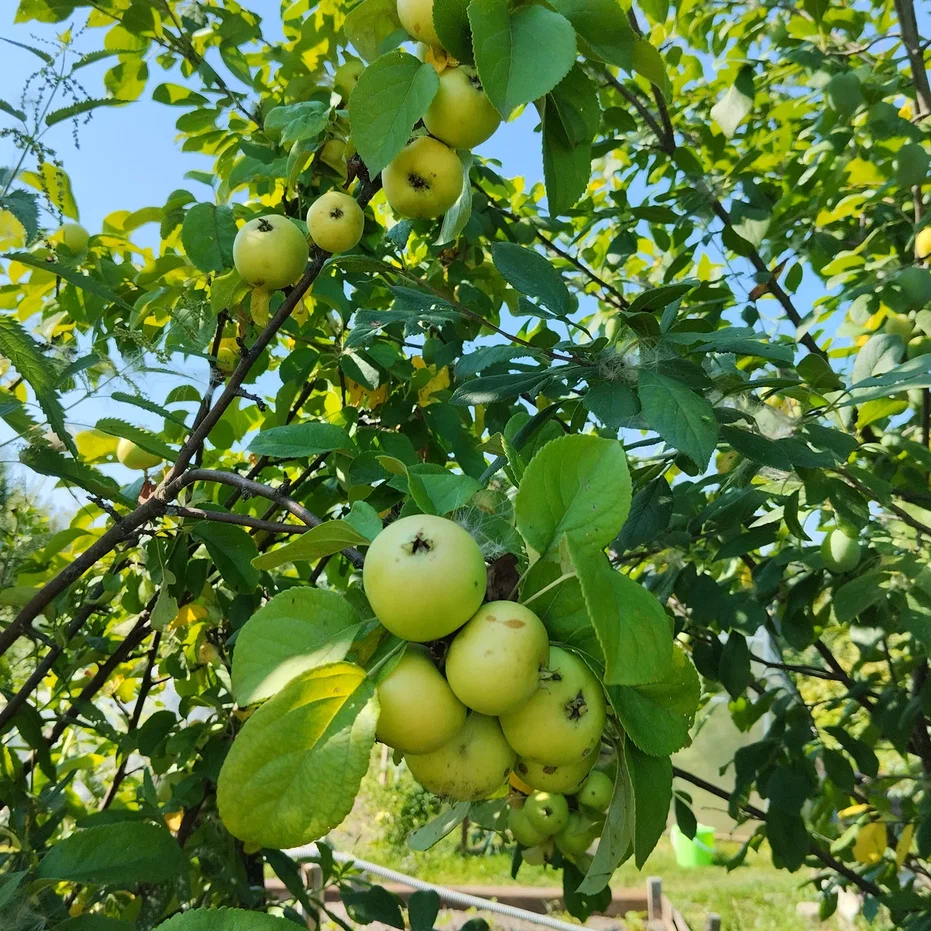 Яблоки поспевают