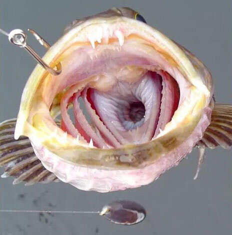 
Всего у тихоокеанской реликвии более 500 зубов.