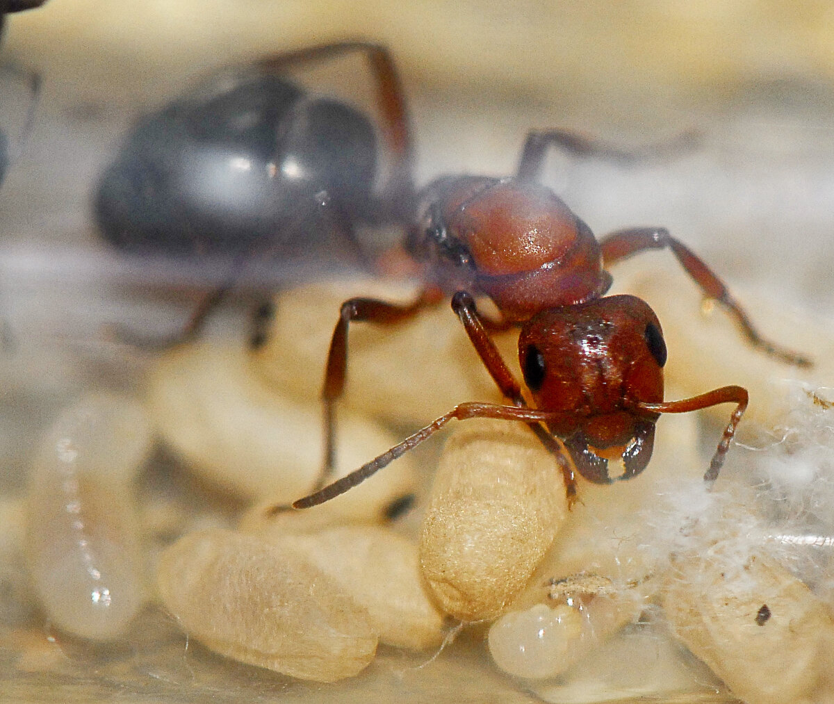 Formica sanguinea матка