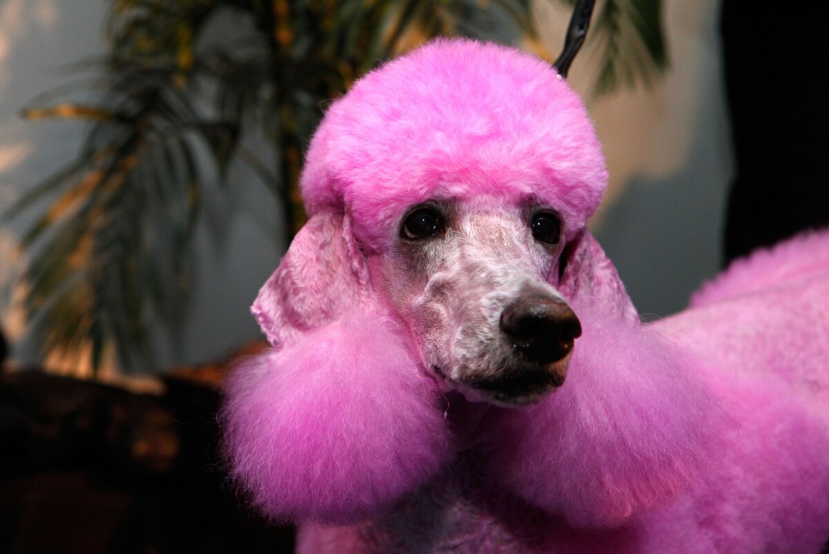 источник фото https://i.pinimg.com/originals/51/3a/6c/513a6c1a1b7b63a3aafb857578f9f520.jpg