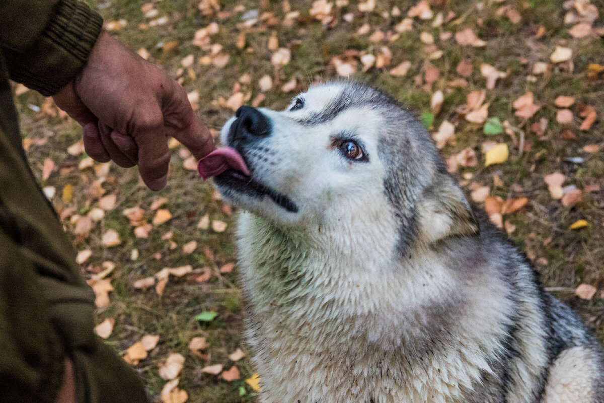 Лизнуть палец хозяину нужно обязательно