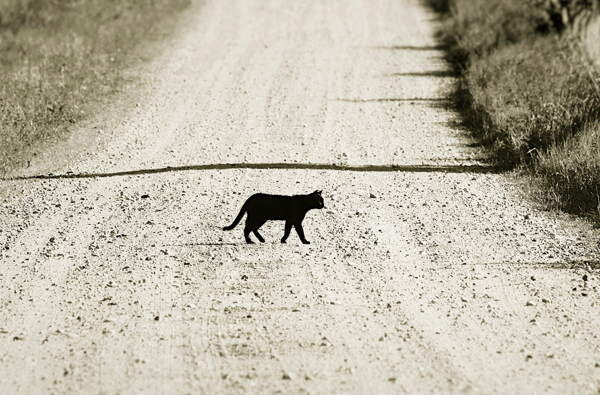 Приметы. Чёрная кошка перебежала дорогу. Чего ждать? | Мистический вестник  | Дзен