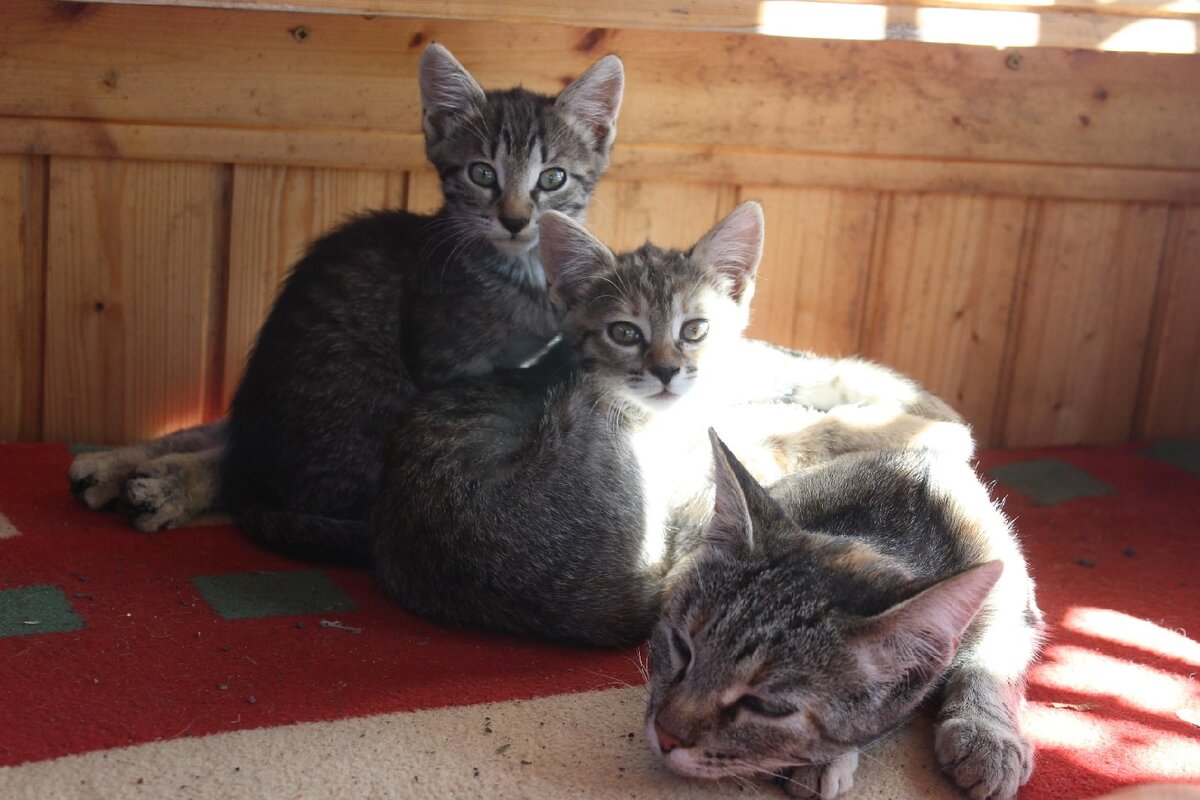 Фотография Маруси с ее котятами в нашей беседке. Фото Натали Гончаровой.