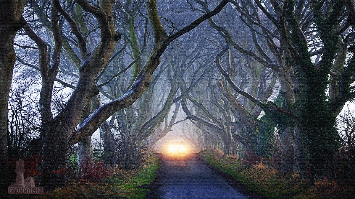 Загадочное дерево. Аллея дарк Хеджес Северная Ирландия. Буковая аллея в Северной Ирландии. Темная изгородь, Северная Ирландия.. Таинственная аллея дарк Хеджес.