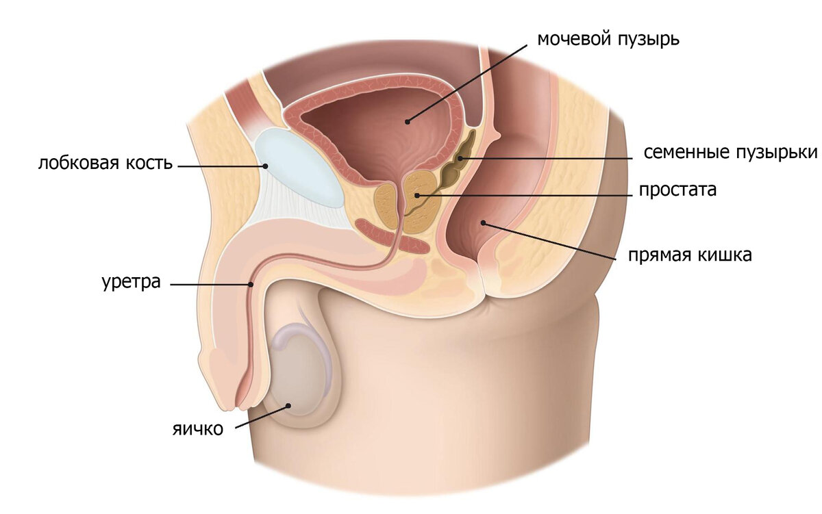 Секс и аденома простаты - IMS Clinic