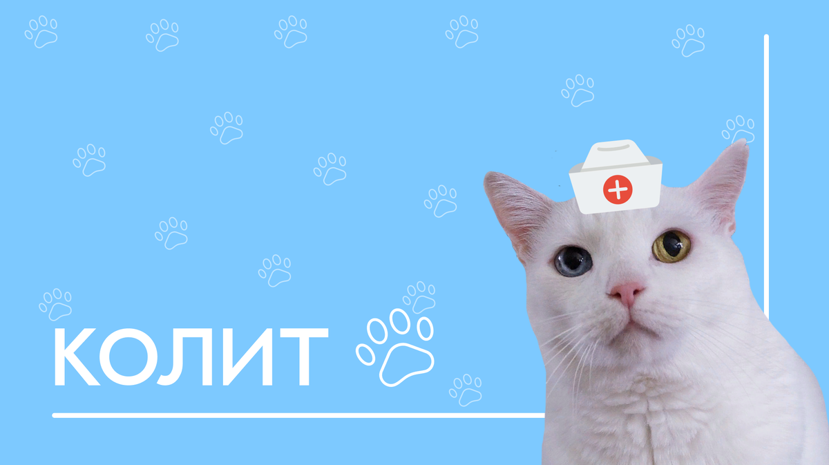 © ВСЕ ОТТЕНКИ КОШАЧЬЕГО. На обложке кошечка Банни.