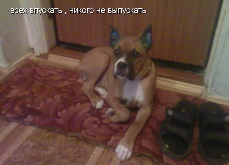 Вынеси попить картинки. Когда уже нет сил. Вас уже выпустили из сумасшедшего дома картинки. Всех впускать никого не выпускать картинки. Вынеси попить картинки.