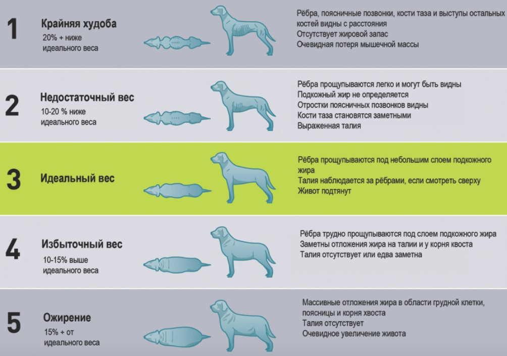Нормальная собака. Степени ожирения у собак. Стадии ожирения у собак таблица. Таблица кондиции собак. Степени ожирения у животных.