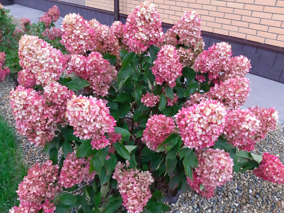 Кто пышно цветет до глубокой осени? | Цветущий мир | Дзен