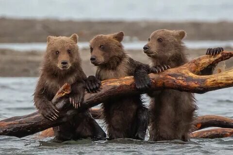 Картинка из свободного доступа