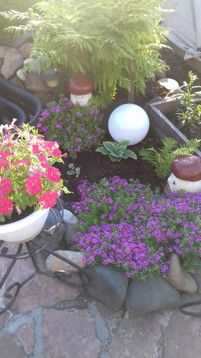 Боровики в саду