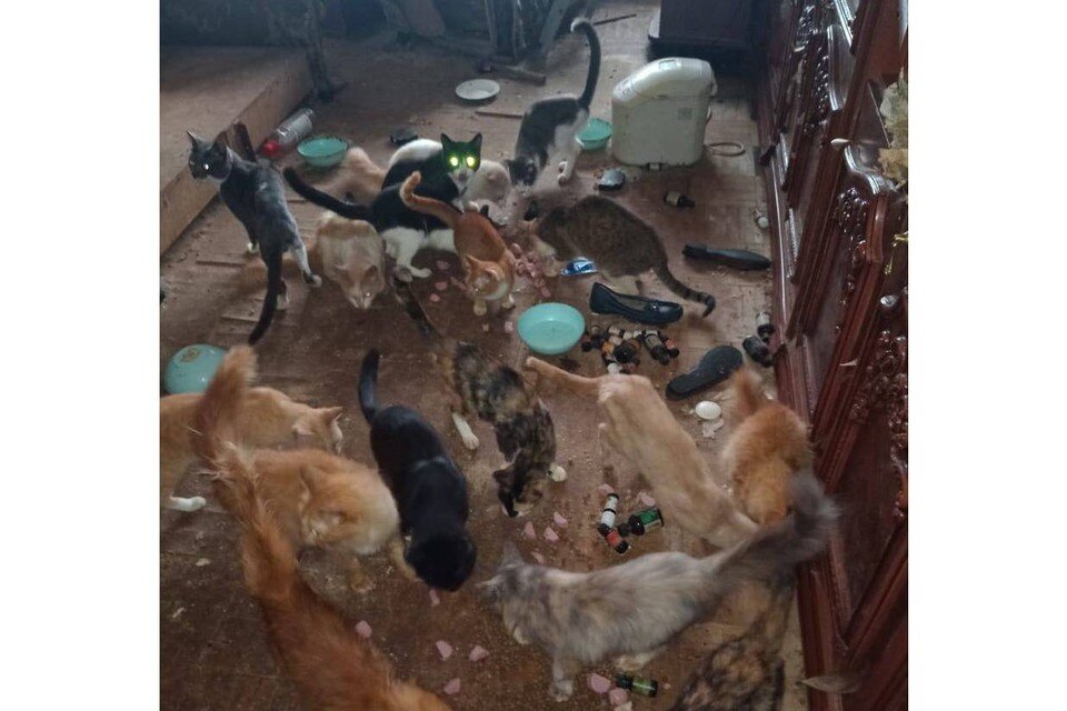     Кошки живут везде: на подоконниках, на стульях и даже в раковине. Фото: из личного архива Оксаны Виноградовой