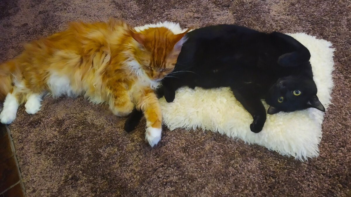 Мейн кун Степа и кот Тихон. 