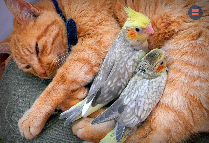 Каких животных содержат россияне и сколько на них тратят денег?