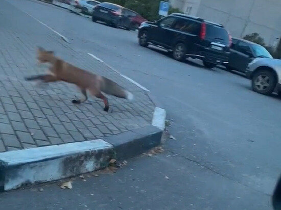     Фото: скрин из видео группы "Конаково News"