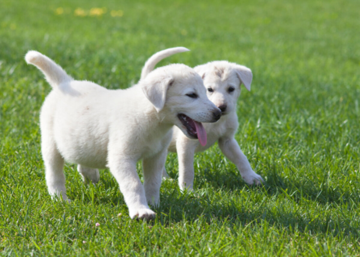собаки шоу класса. на выставке собак. порода собак шоу. порода собак шоу. собака китайских императоров.