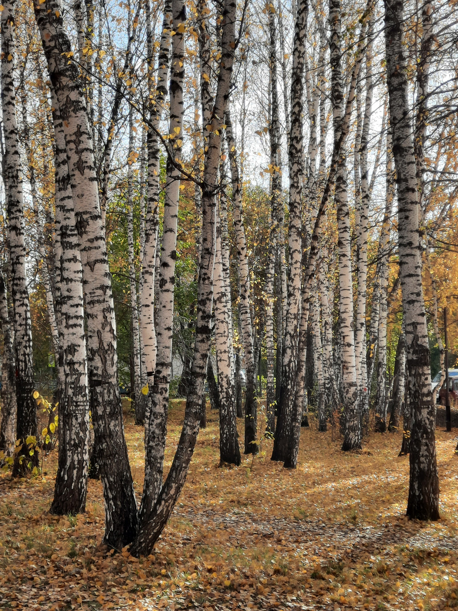 Городские березы.